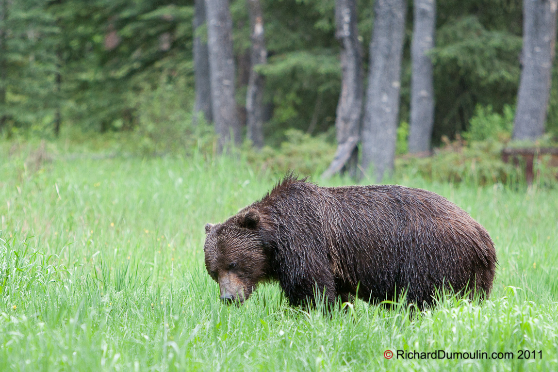 OURS GRIZZLY